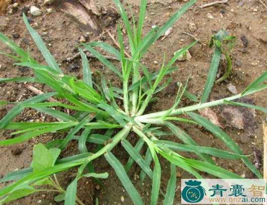 中药材蟋蟀草图片