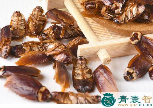 中药材蟑螂图片