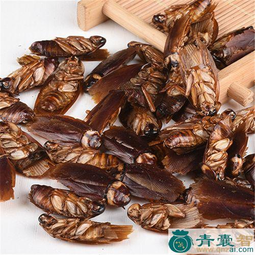 中药材蟑螂头图片