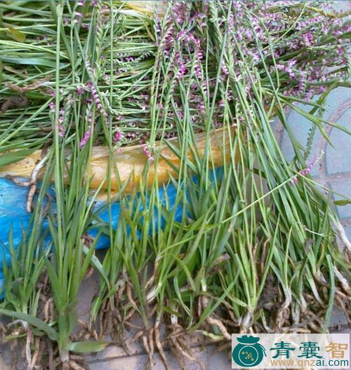 中药材蟠龙草图片