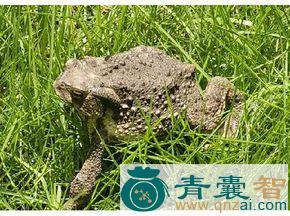 蟾舌的性味归经以及功效用法-青囊智