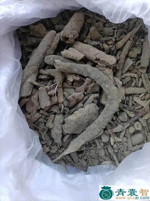 蟾蜍肝的性味归经以及功效用法-青囊智