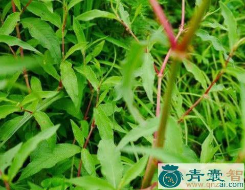 蠡草的性味归经以及功效用法和注意事项-青囊智