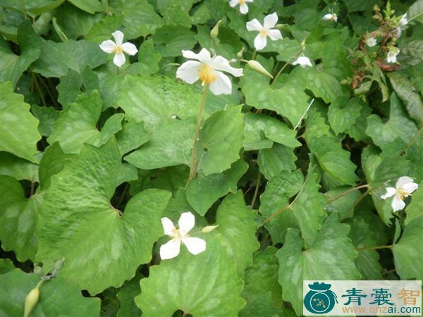 中药材血丝草图片