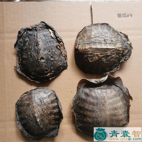 中药材血五甲图片