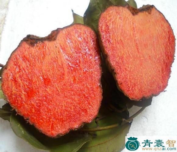 中药材血娃图片