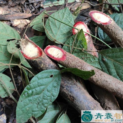 中药材血山根图片