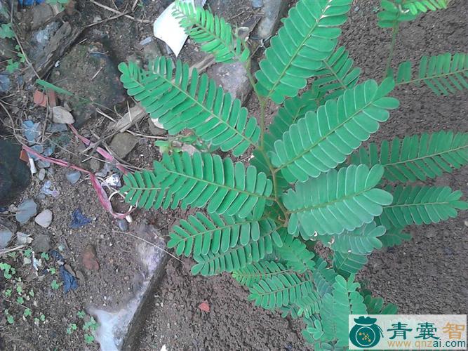 中药材血桐子草图片