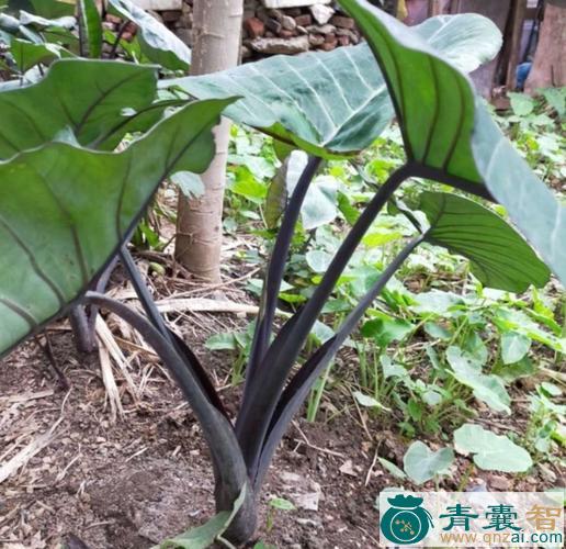 中药材血水芋图片