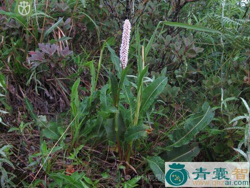 中药材血疔草图片