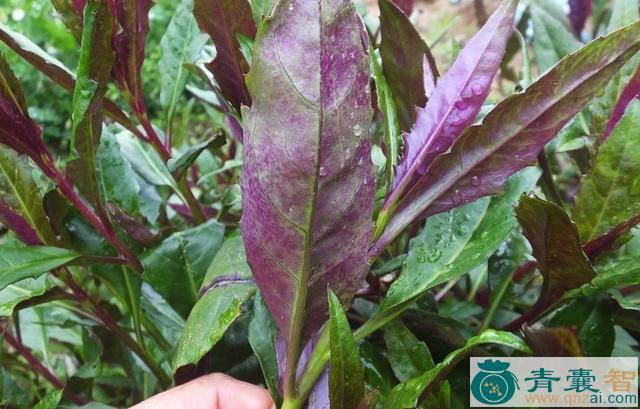 中药材血皮菜图片