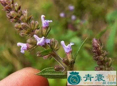 中药材血盆草图片