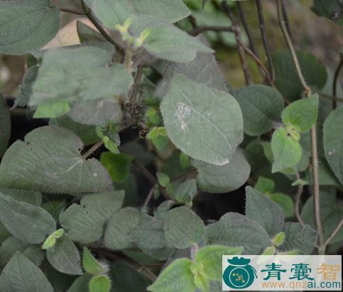 中药材血经草图片