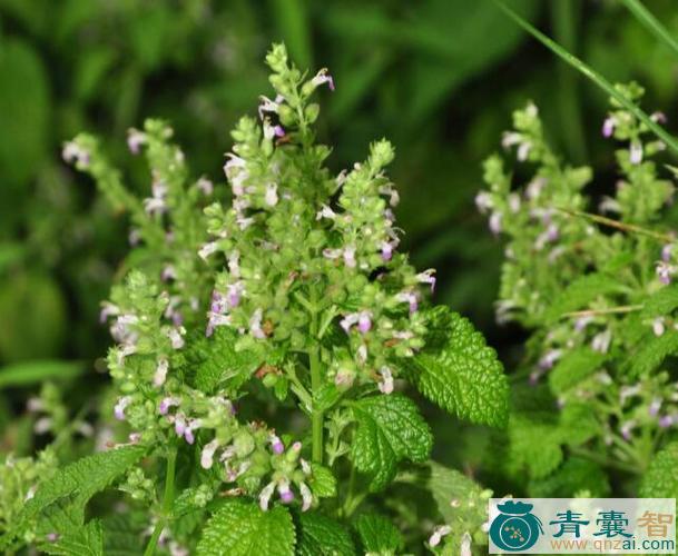 血见愁草的性状性味归经以及功效用法-青囊智