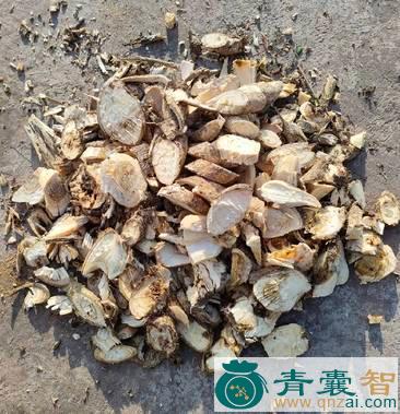 中药材补脑根图片