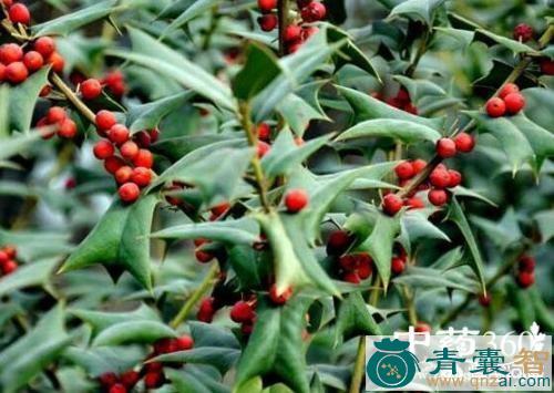 中药材衫纽藤图片