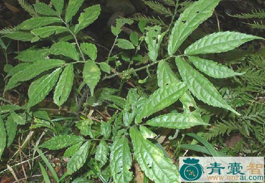 裂序楼梯草的以及功效用法-青囊智