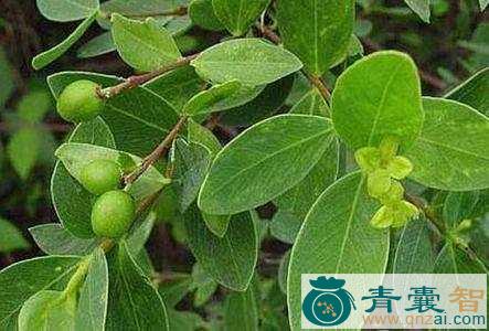 中药材裤带藤图片