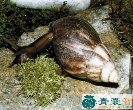 褐云玛瑙螺的性味归经以及功效用法-青囊智