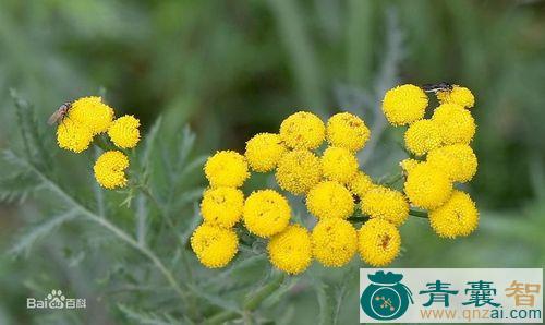 西伯利亚艾菊的性味归经以及功效用法和注意事项-青囊智