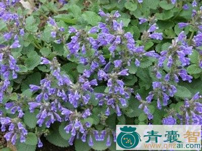 中药材西伯利亚青兰图片