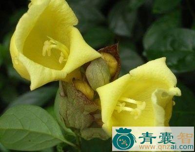 中药材西南石梓图片