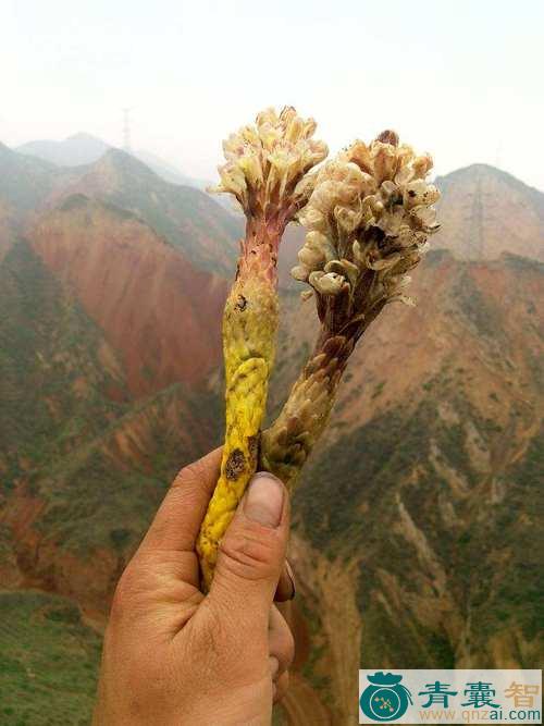 西域丁座草的性味归经以及功效用法和注意事项-青囊智