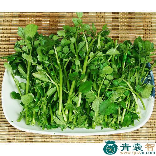 中药材西洋菜图片