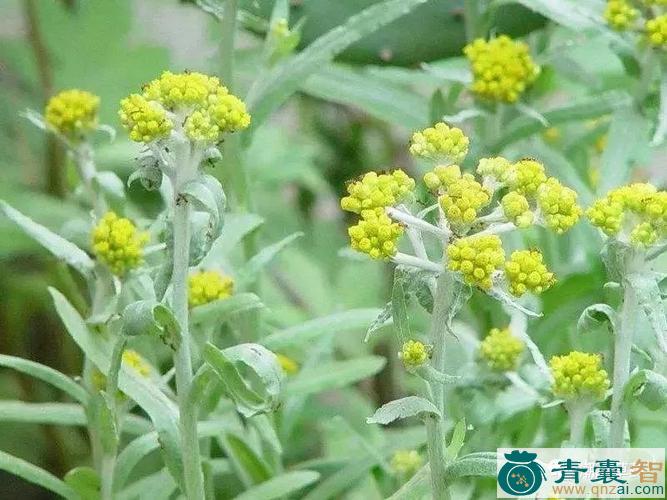 中药材西洋鞠图片