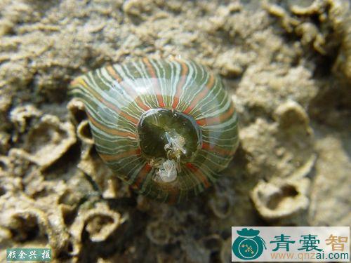 中药材西瓜海葵图片