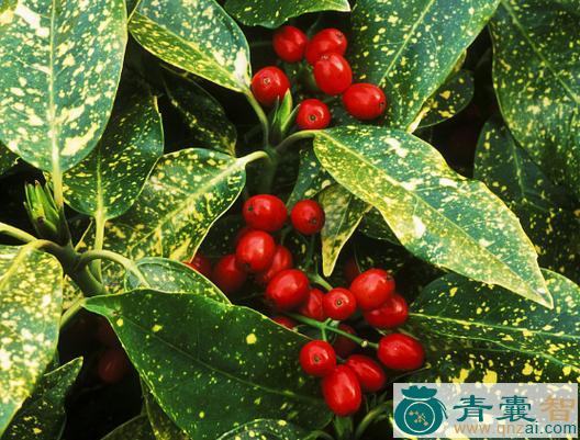 西藏桃叶珊瑚果的性味归经以及功效用法-青囊智