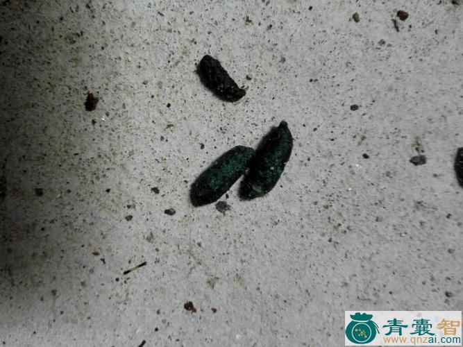 中药材西藏鼠兔粪图片