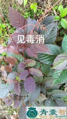 中药材见毒消图片