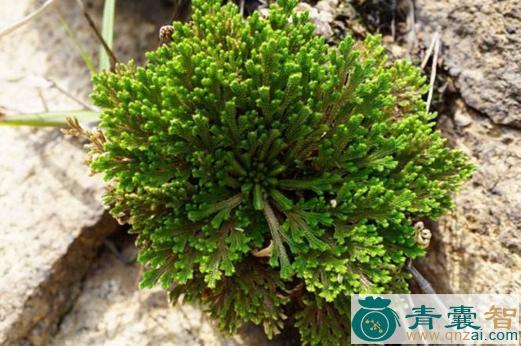 中药材见水生图片