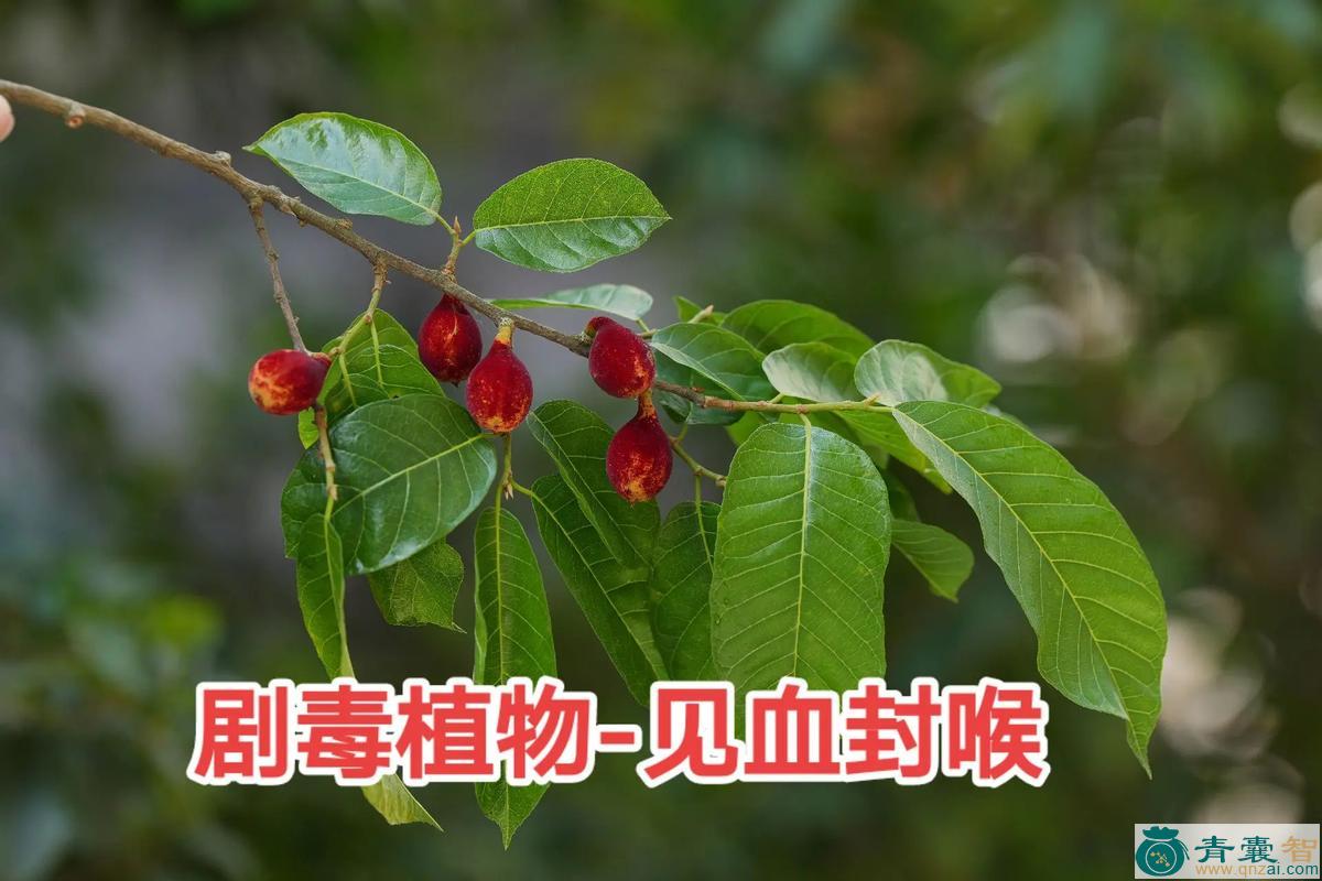 中药材见血封喉图片