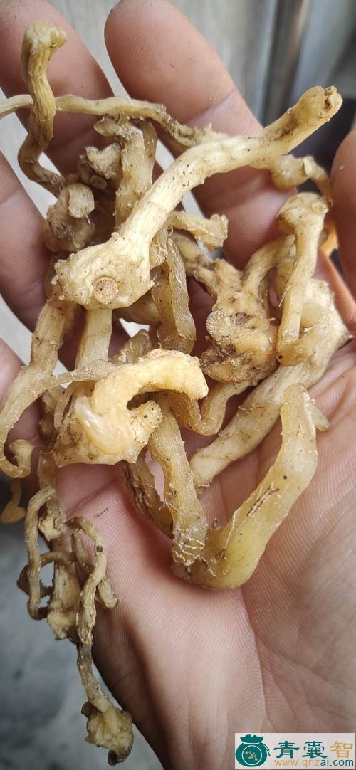 中药材见风干图片