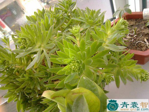观音掌的性味归经以及功效用法和注意事项-青囊智