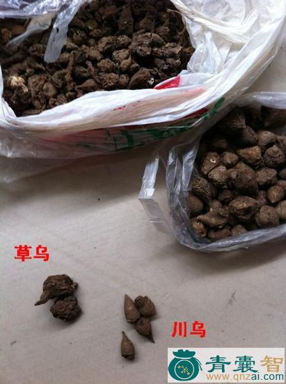 中药材观音针图片