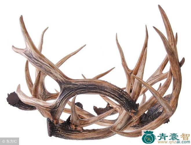 中药材角子图片