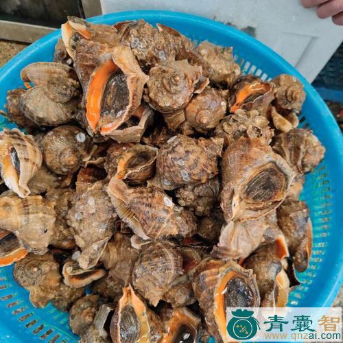中药材角罗吹图片