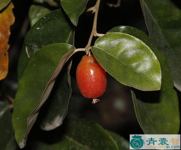 中药材角花胡颓子图片