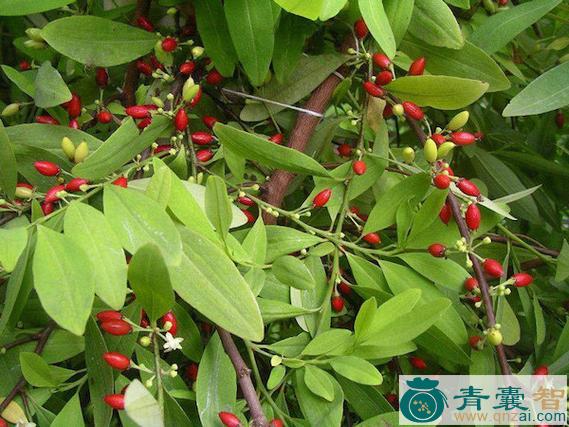 中药材诃子叶图片