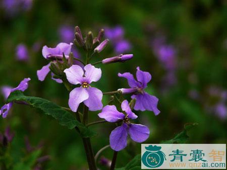 中药材诸葛菜图片