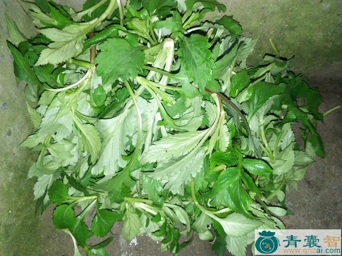 中药材谢婆菜图片