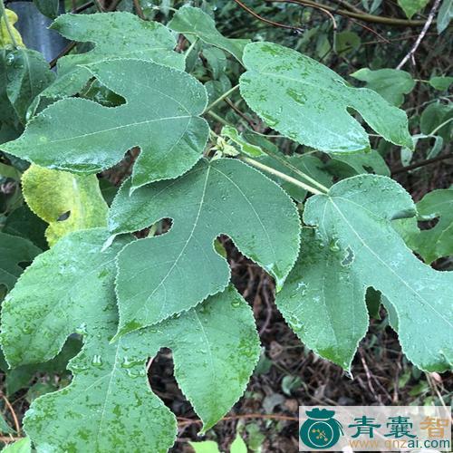 中药材谷树叶图片