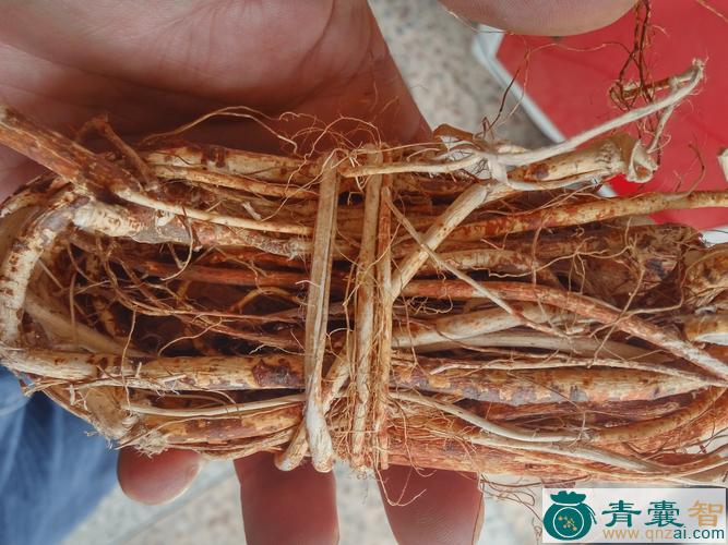 中药材谷树汁图片