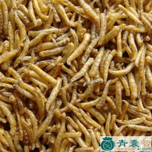 中药材谷虫图片