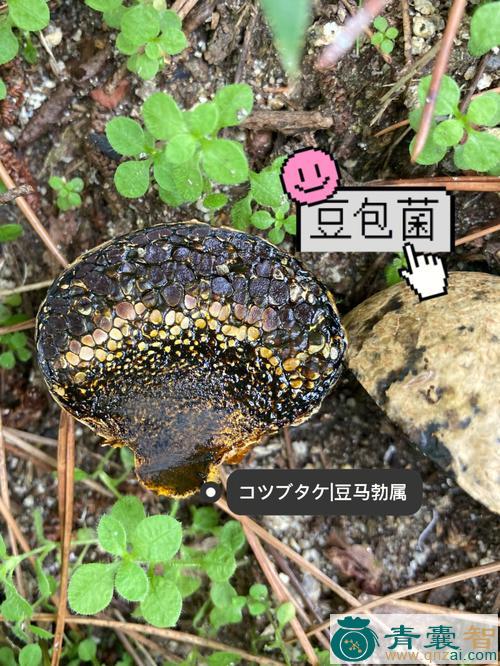 中药材豆包菌图片