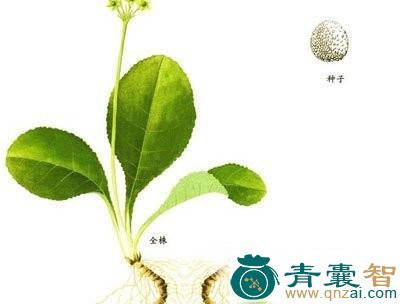中药材豆叶参图片