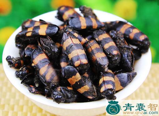 中药材豆斑蝥图片